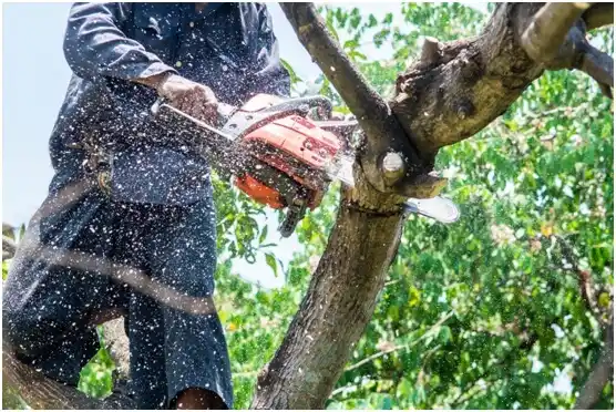 tree services Wickerham Manor-Fisher